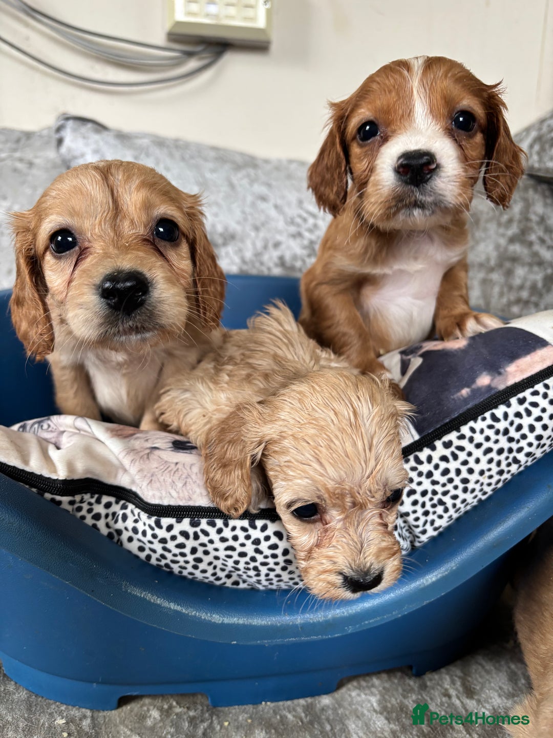 Cockapoo dogs for sale: Stunning cockapoos  - Image 4