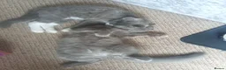 Persian cats for sale: Fluffy Persian Gray kittens looking for their home - Advert 3