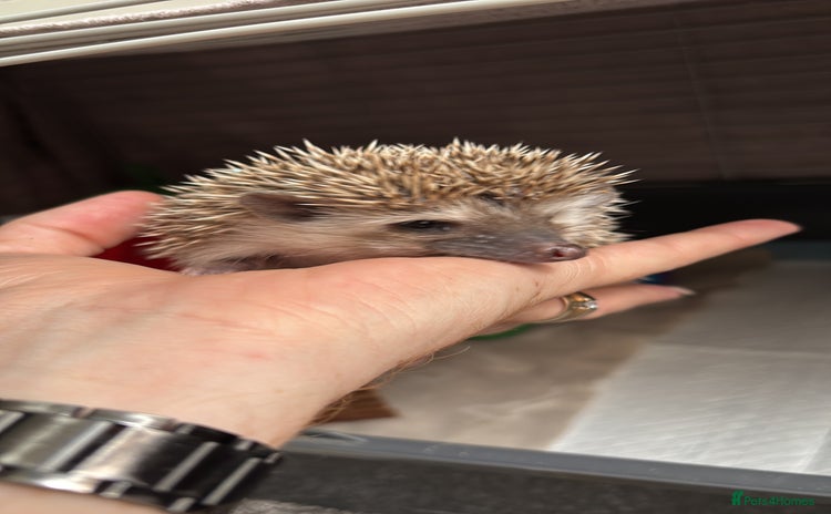 Pygmy Hedgehog rodents - Advert 1