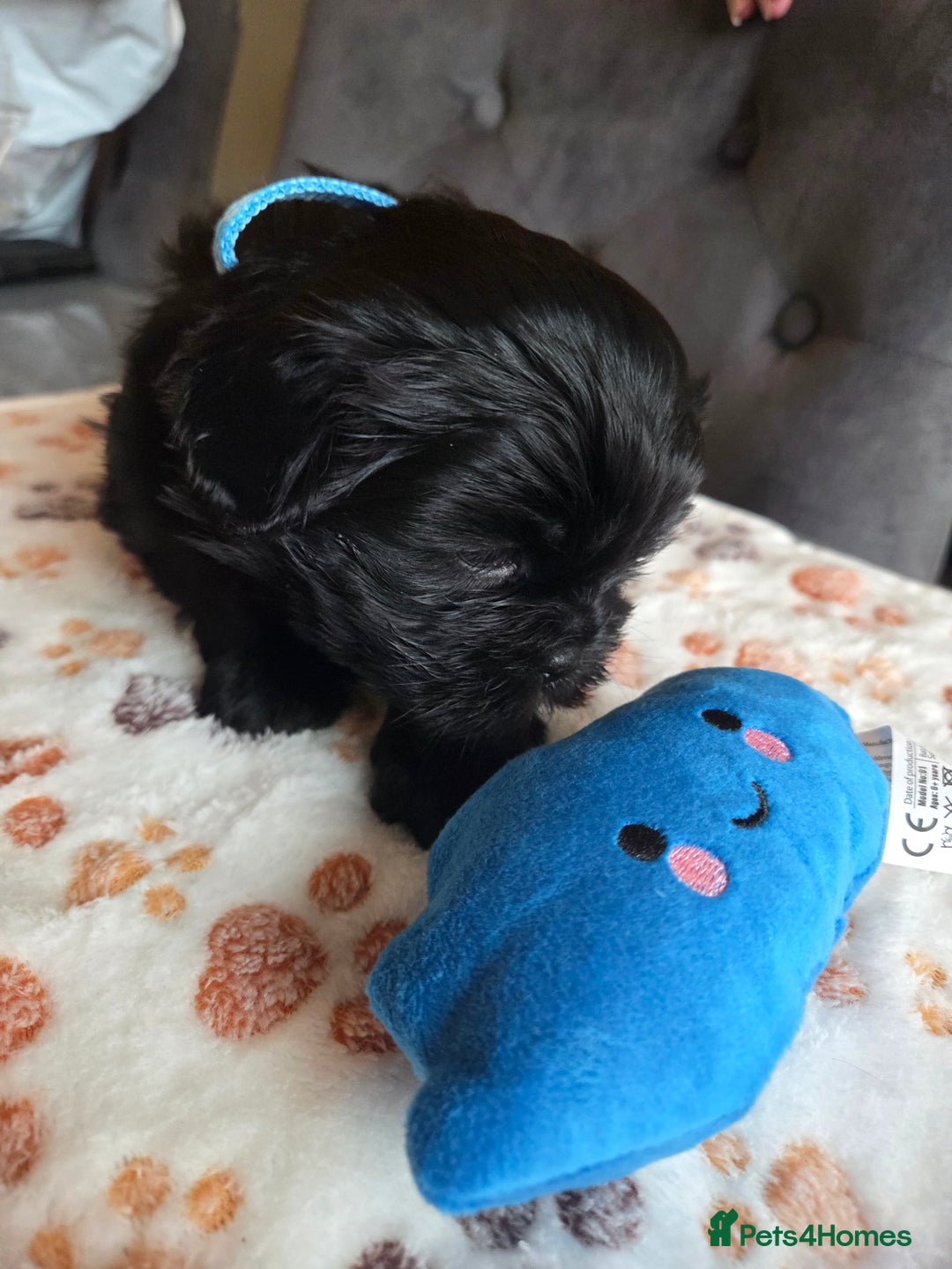 Shih Tzu dogs for sale: Shih Tzu Puppies For Sale  - Advert 3