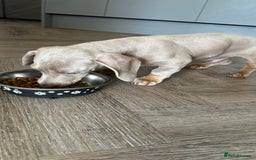 Dachshund dogs for sale: Winston - Image 4