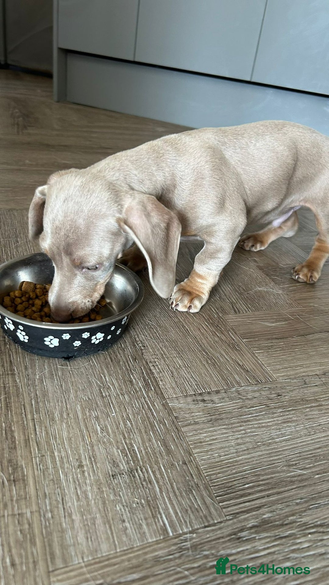 Dachshund dogs for sale: Winston - Image 4