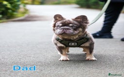 French Bulldog dogs for sale: Visual fluffy rope French bulldog puppies - Image 8