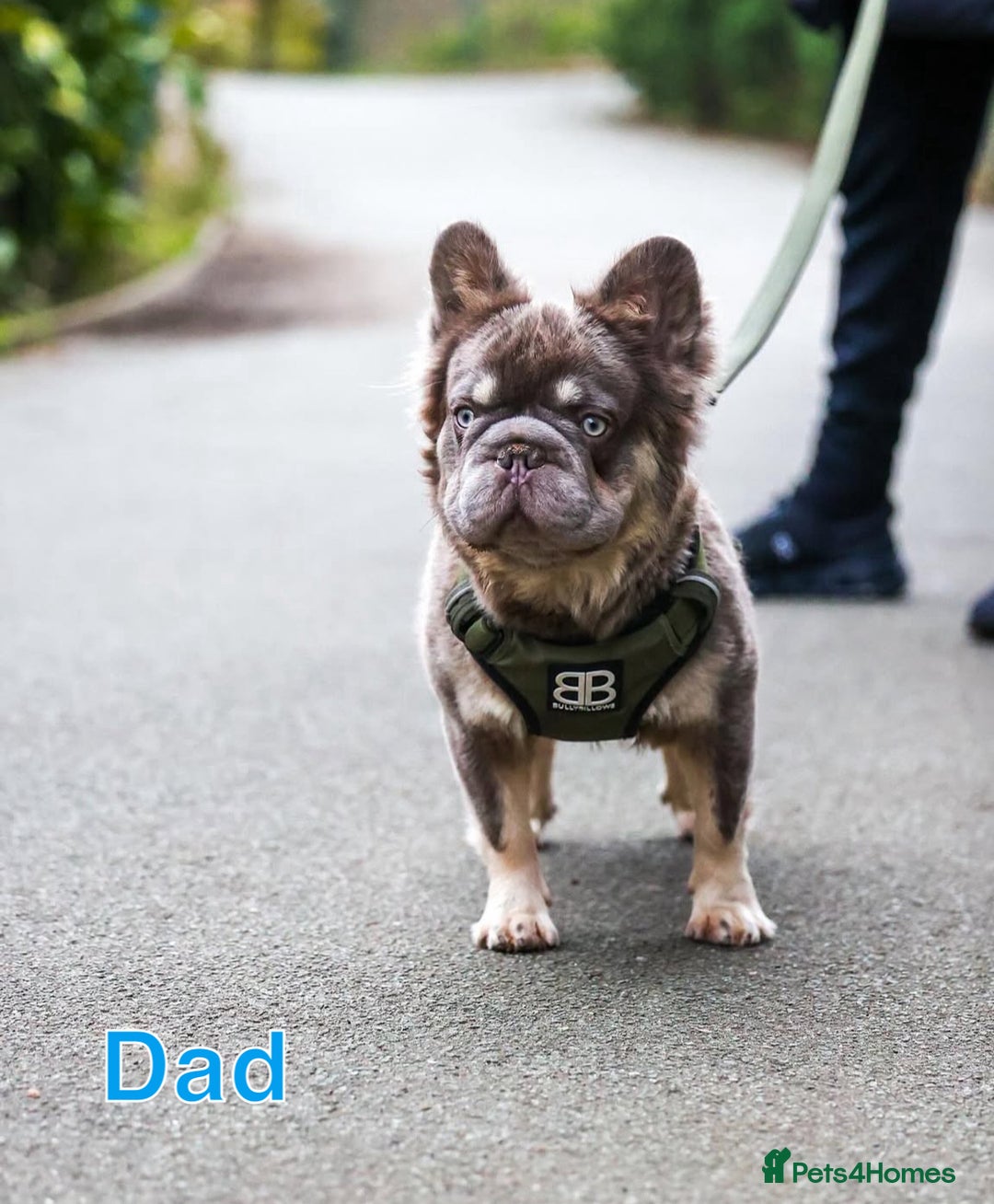 French Bulldog dogs for sale: Visual fluffy rope French bulldog puppies - Image 8