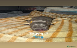 Staffordshire Bull Terrier dogs for sale: Staffordshire bull terriers - Image 3