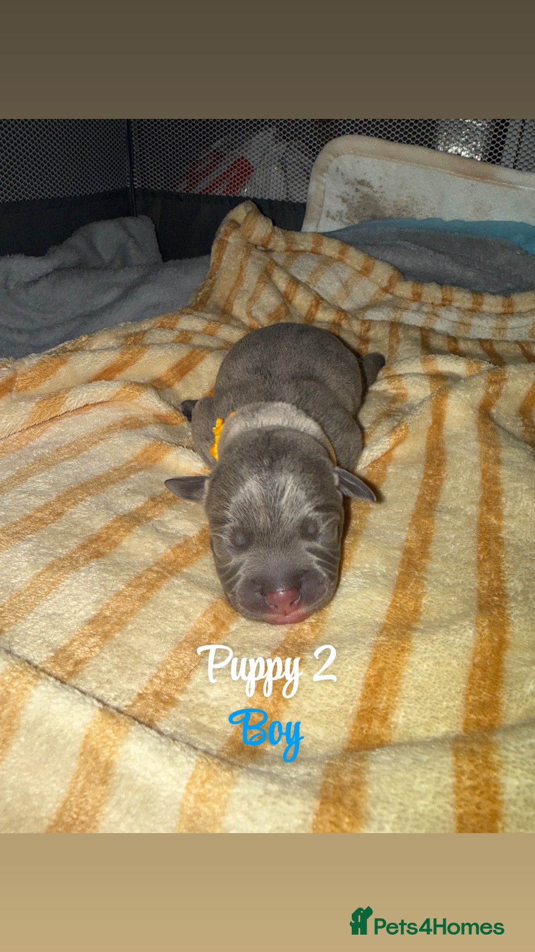 Staffordshire Bull Terrier dogs for sale: Staffordshire bull terriers - Image 3