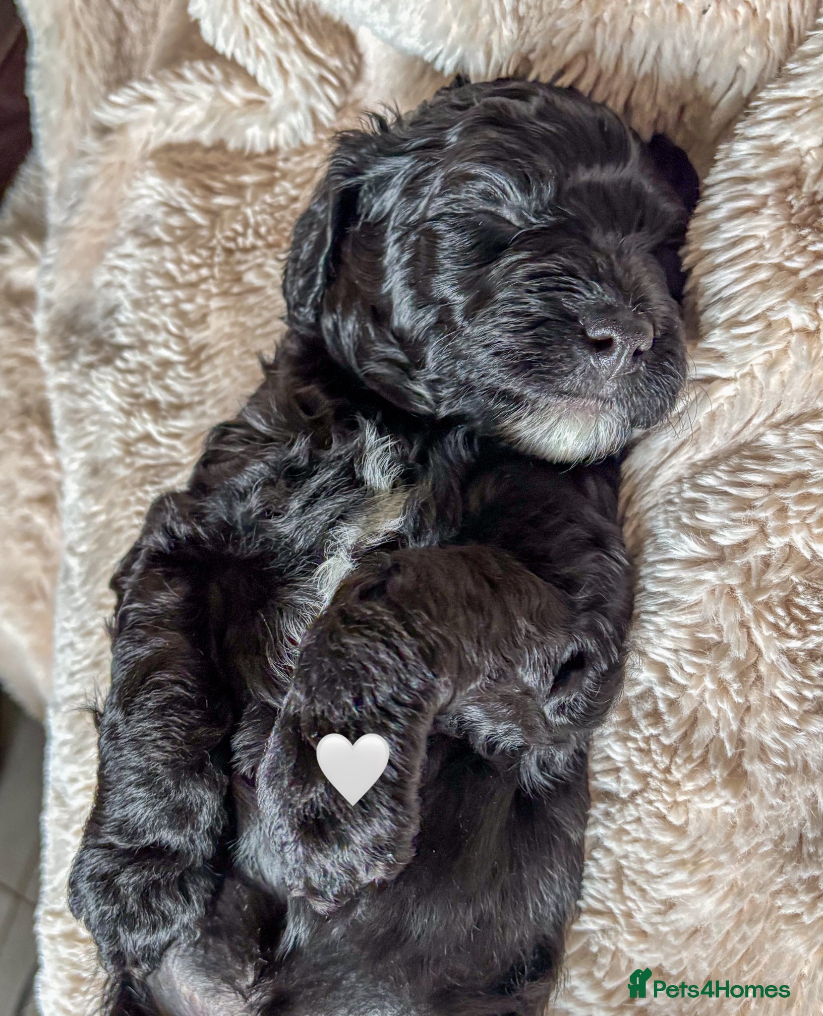 Labradoodle dogs for sale: Beautiful Australian Labradoodle Pups - Advert 7