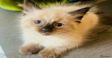 Ragdoll cats - Advert 1