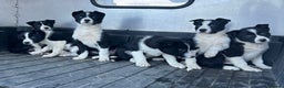 Border Collie dogs for sale: Beautiful Border Collies - Advert 12