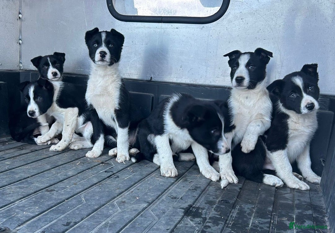 Border Collie dogs for sale: Beautiful Border Collies - Advert 12