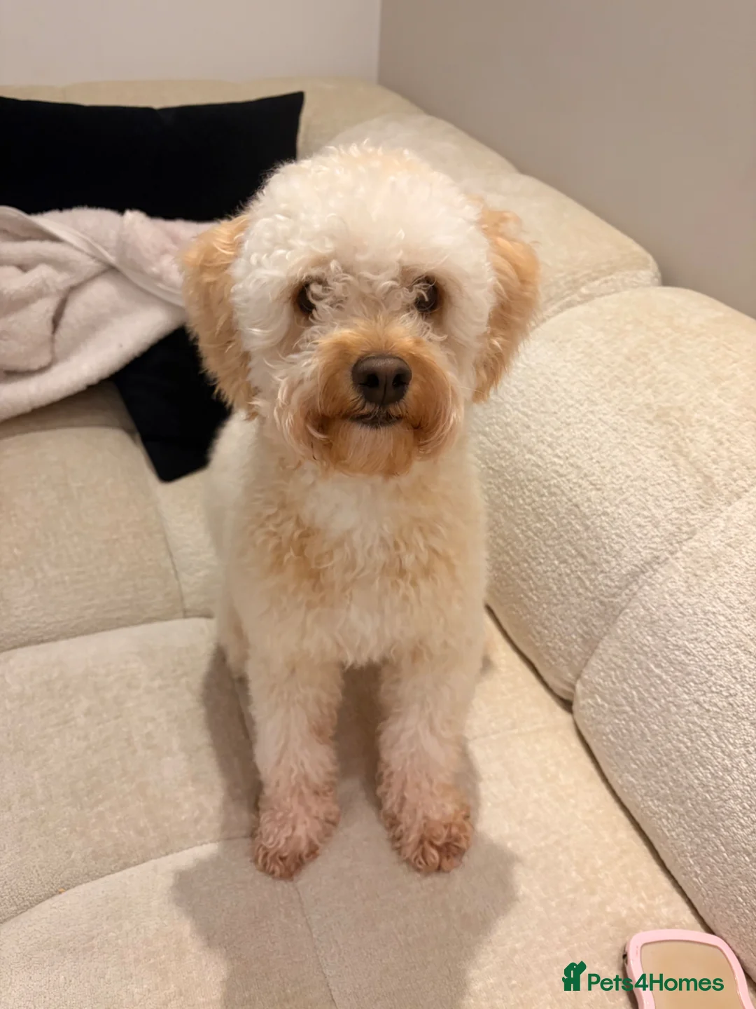 Mixed Breed dogs for sale: Loving home for 17month old cavapoo Harley  in Preston - Advert 2