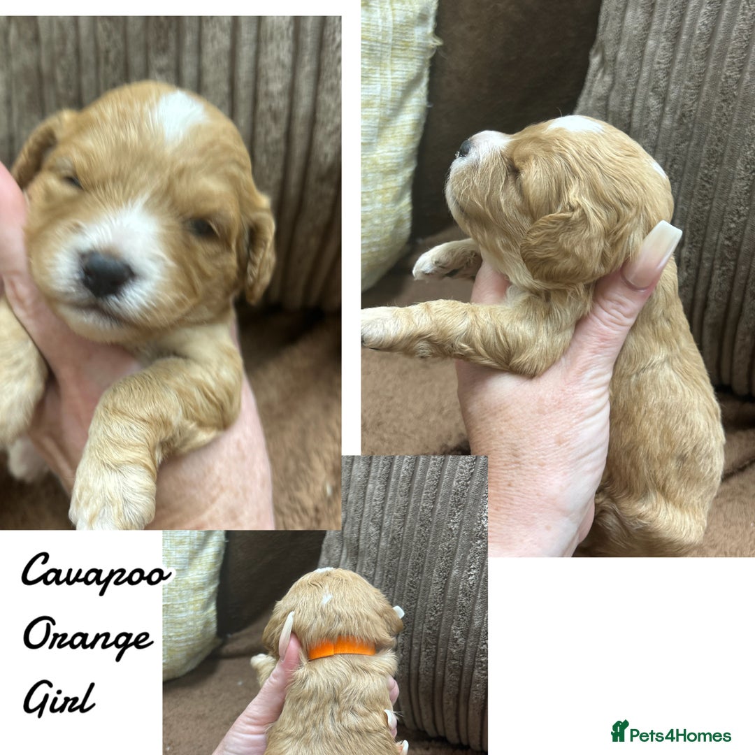 Cavapoo dogs for sale: Beautiful fully DNA tested Cavapoo's  - Image 11
