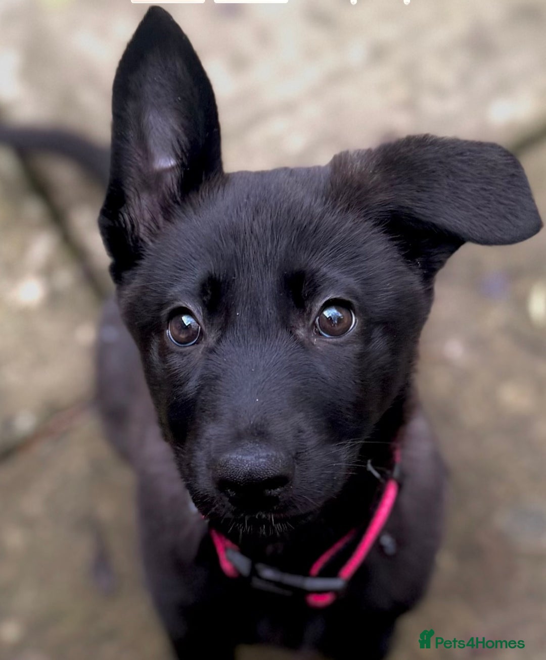 German Shepherd dogs for sale: Black and grey female german shepherd  - Advert 3