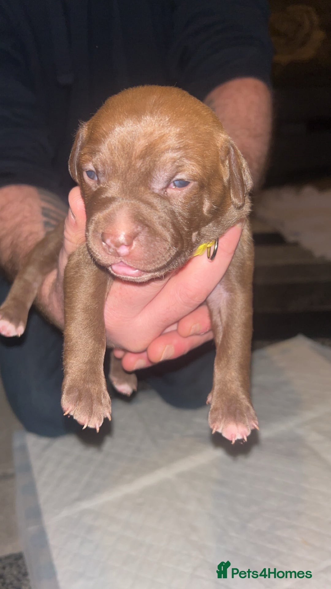 Staffordshire Bull Terrier dogs for sale: Staffy pups for sale  - Advert 8