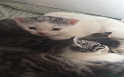 British Shorthair cats for sale: Short hair kittens available  - Image 4