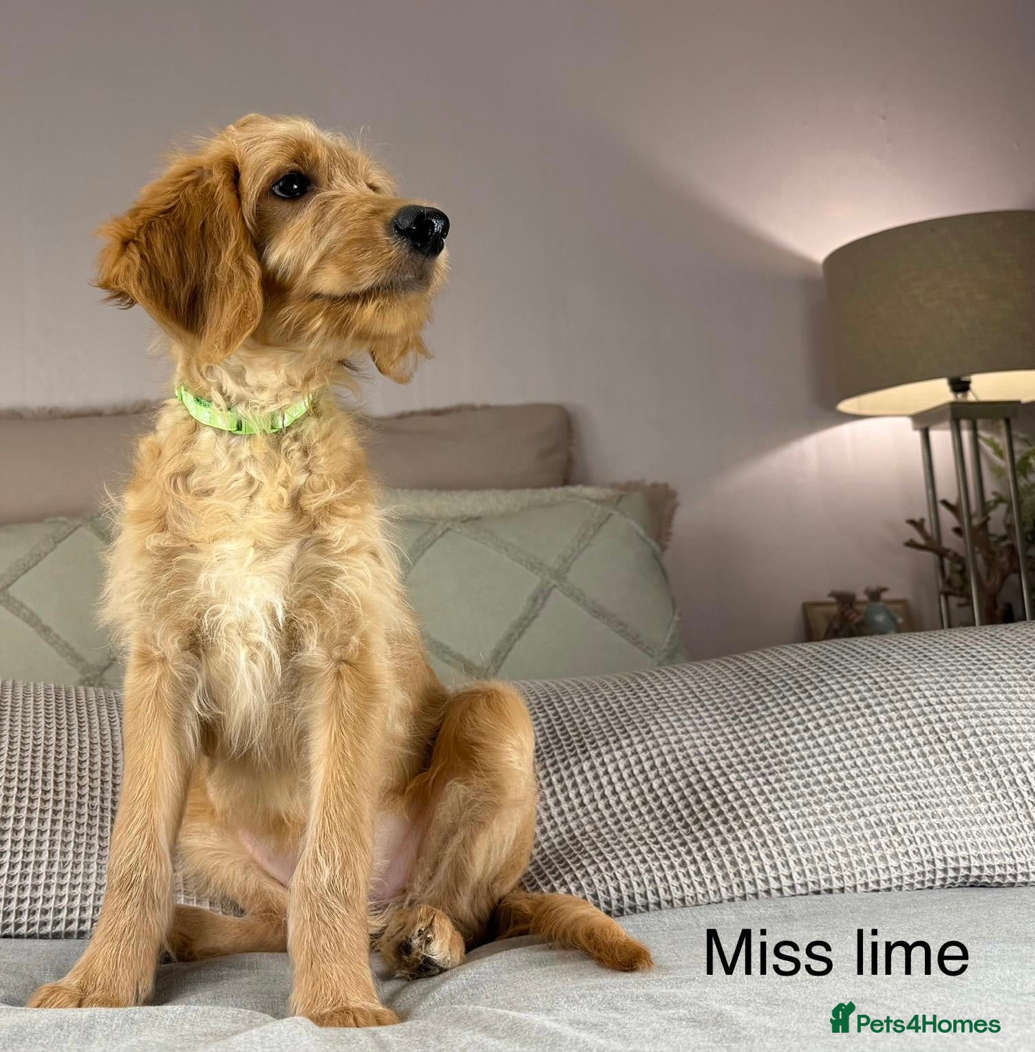 Goldendoodle dogs ONLY GIRLS AVAILABLE - Advert 3