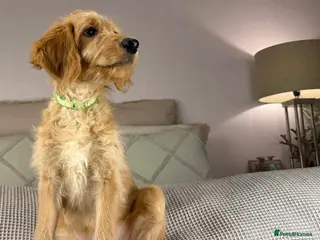 Goldendoodle dogs ONLY GIRLS AVAILABLE - Advert 2