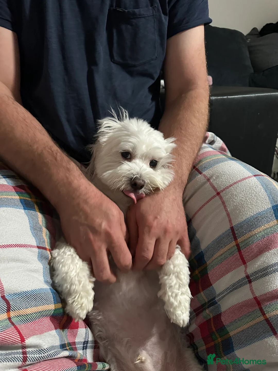 Maltese dogs for sale: Maltese Boy for Sale (4 years old) - Advert 14