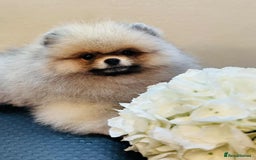 Pomeranian dogs for sale:  KC REGISTERED female - Image 2