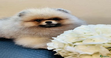 Pomeranian dogs - Advert 4