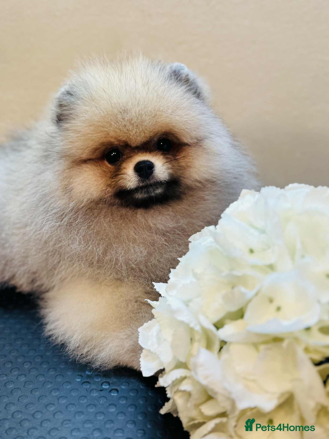 Pomeranian dogs for sale:  KC REGISTERED female - Image 2