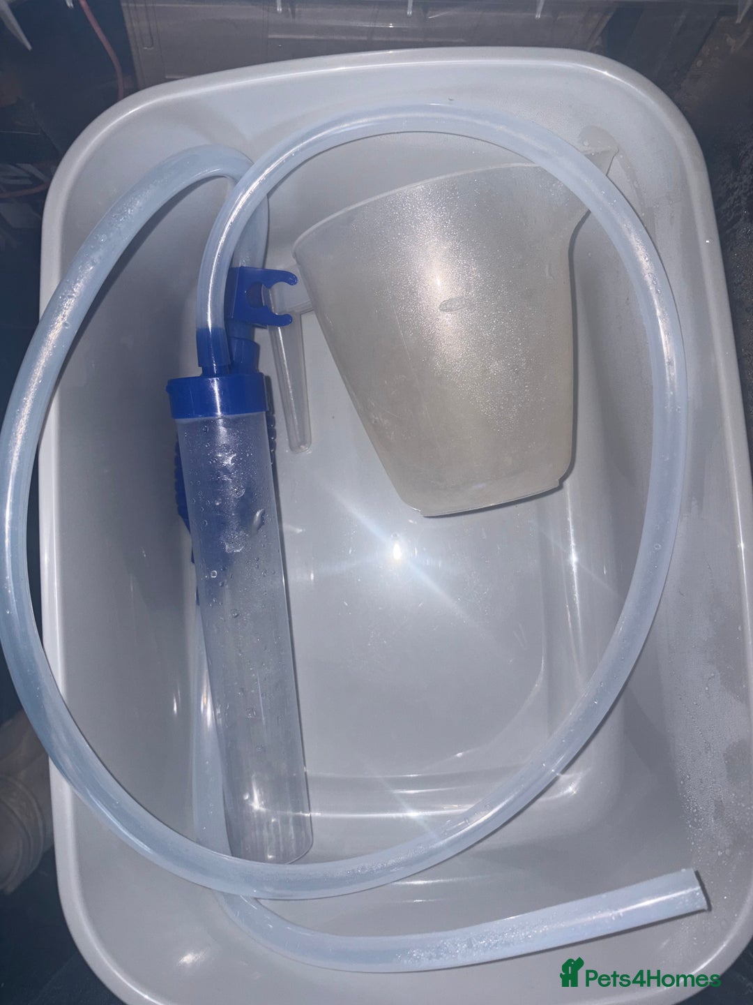 Fancy Goldfish fish for sale: goldfish - Advert 6