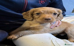 Cocker Spaniel dogs for sale: Beautiful Working Cocker Spaniel Puppies  - Image 2