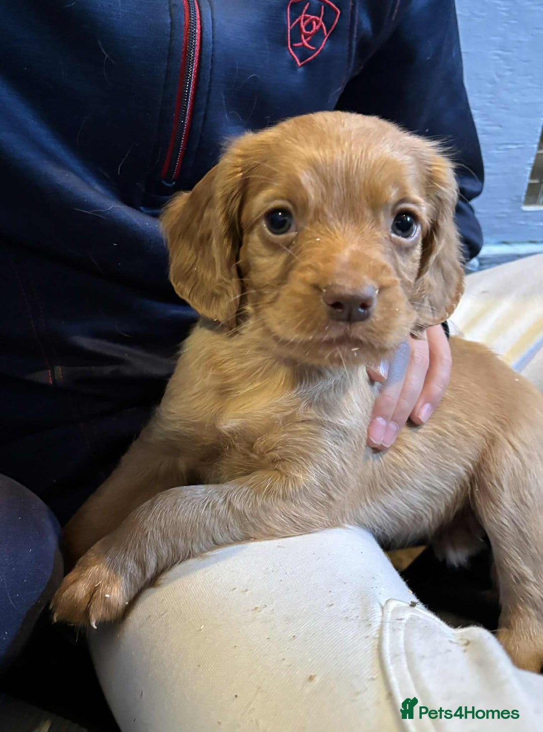 Cocker Spaniel dogs for sale: Beautiful Working Cocker Spaniel Puppies  - Image 2
