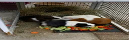 Guinea Pig rodents for sale: Four bonded Guinea pigs in Stevenage - Advert 2