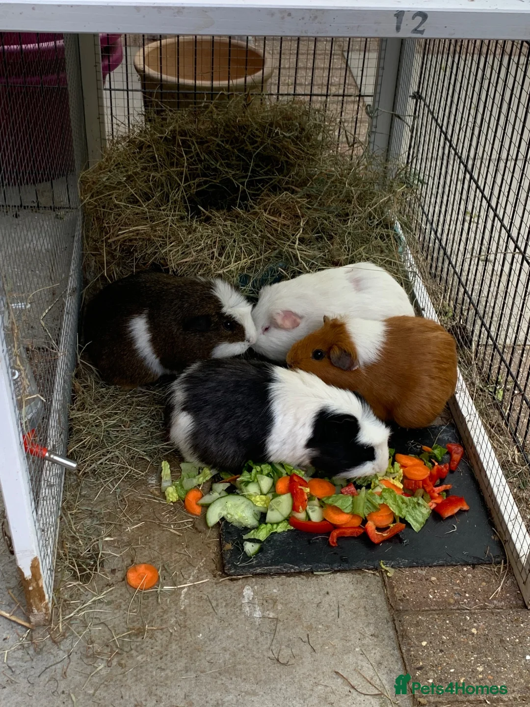 Guinea Pig rodents for sale: Four bonded Guinea pigs in Stevenage - Advert 2
