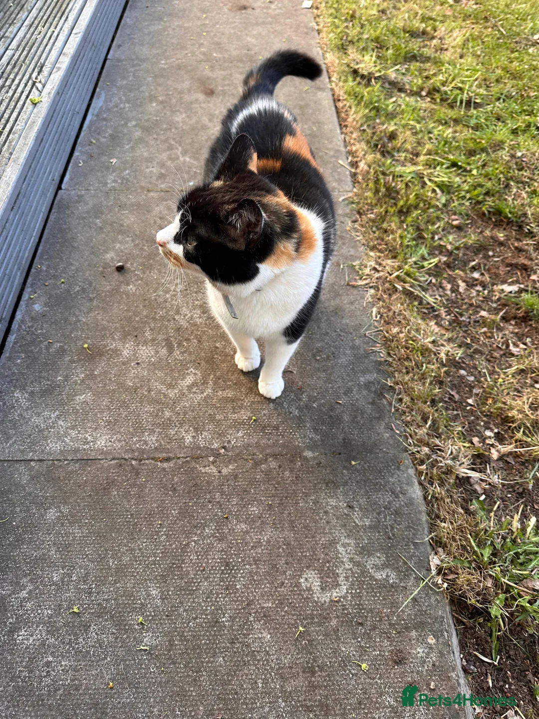 Domestic Shorthair cats for sale: Domestic Shorthair Cat looking for forever home in Birmingham - Advert 2
