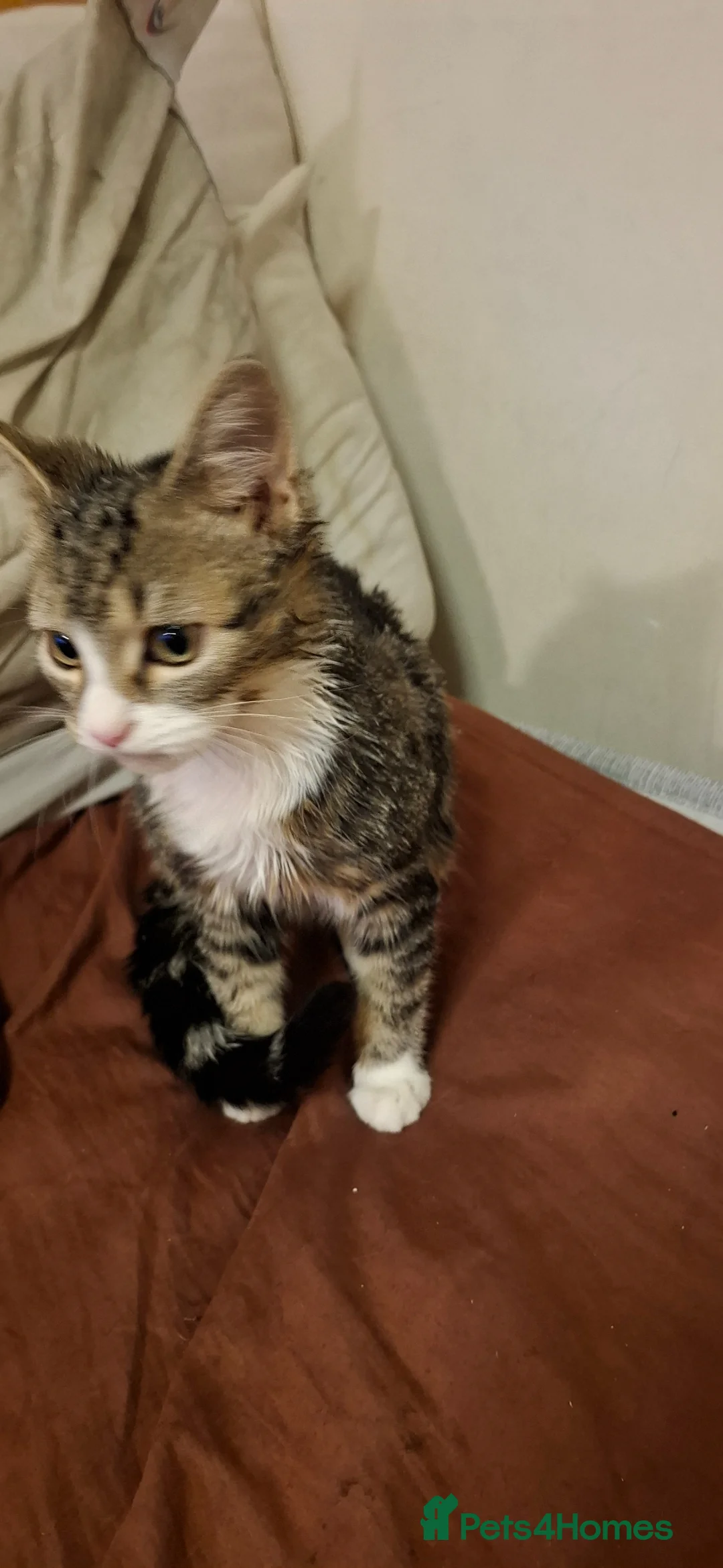 Mixed Breed cats for sale: Kitten girl - Advert 2