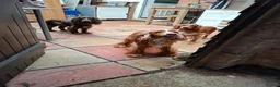 Cocker Spaniel dogs for sale: Beautiful cocker spaniel puppies  in Gloucester - Advert 4