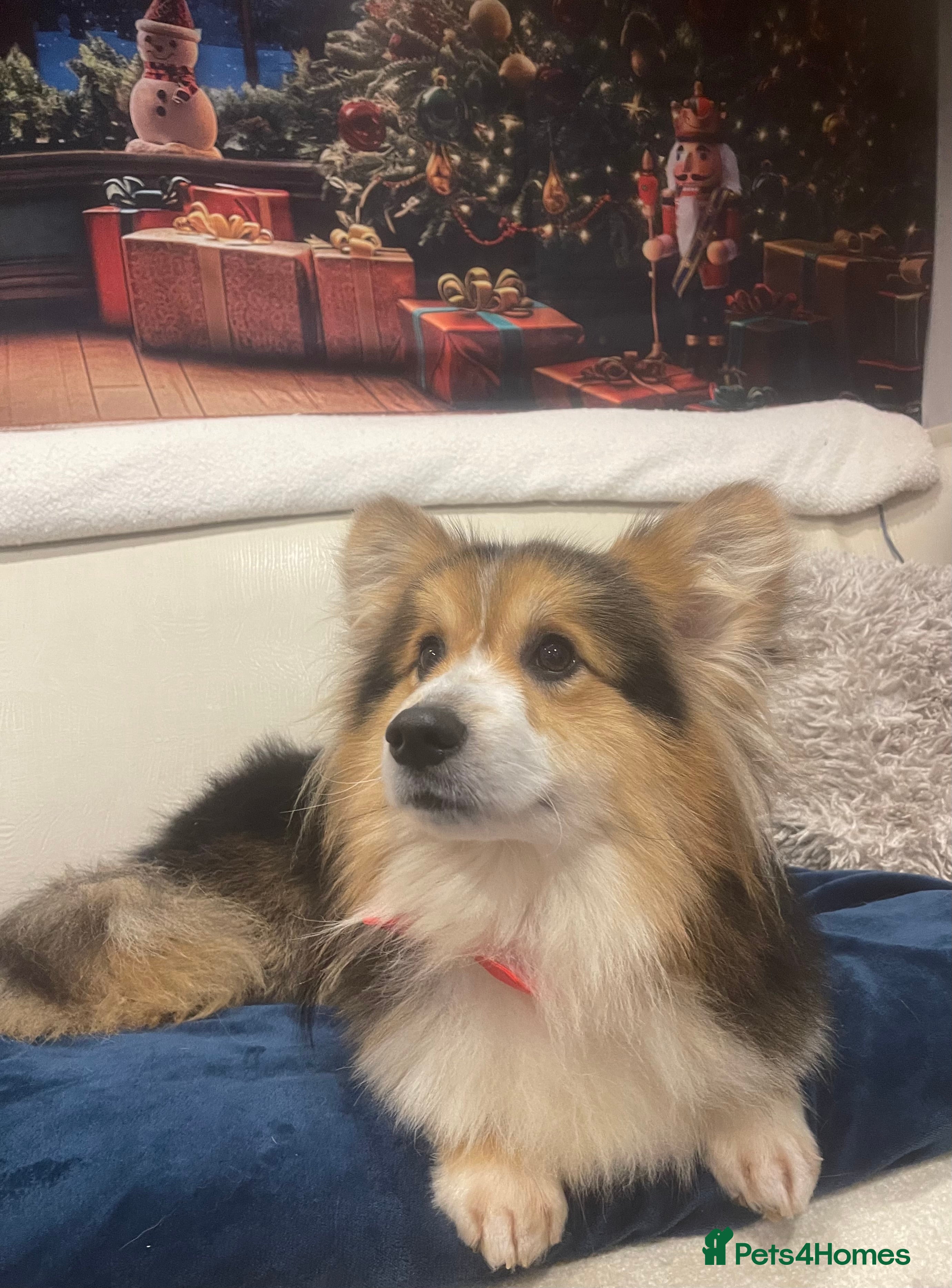 Welsh Corgi Pembroke dogs Beautiful Flutty Welsh Pembroke Corgi for stud in Rugby - Advert 2