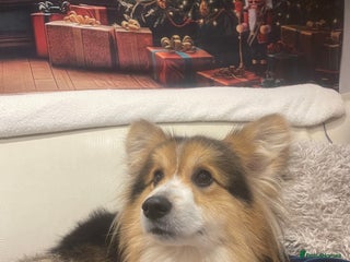 Welsh Corgi Pembroke dogs Beautiful Flutty Welsh Pembroke Corgi for stud in Rugby - Advert 2