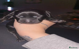 Cockerdor dogs for sale: Cockerdor puppies   - Advert 6