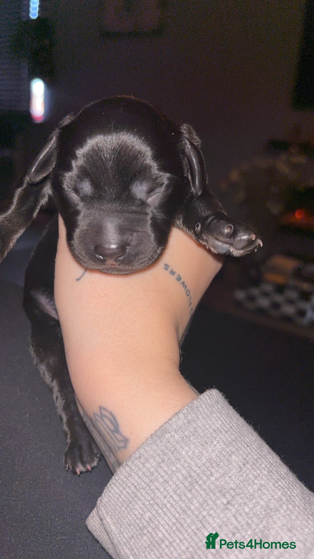 Cockerdor dogs for sale: Cockerdor puppies   - Advert 6