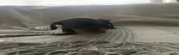 Miniature Dachshund dogs for sale: Beautiful Black and Tan miniature dachshund  - Advert 21