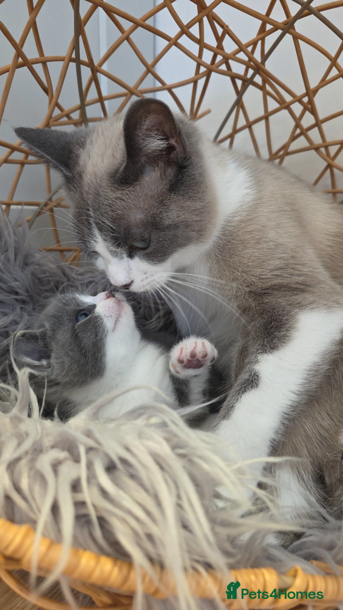 British Shorthair cats 1 Beautiful Short Haired Girl Left - Advert 18