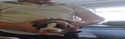 Mixed Breed dogs for sale: Puppies for sale - Advert 2