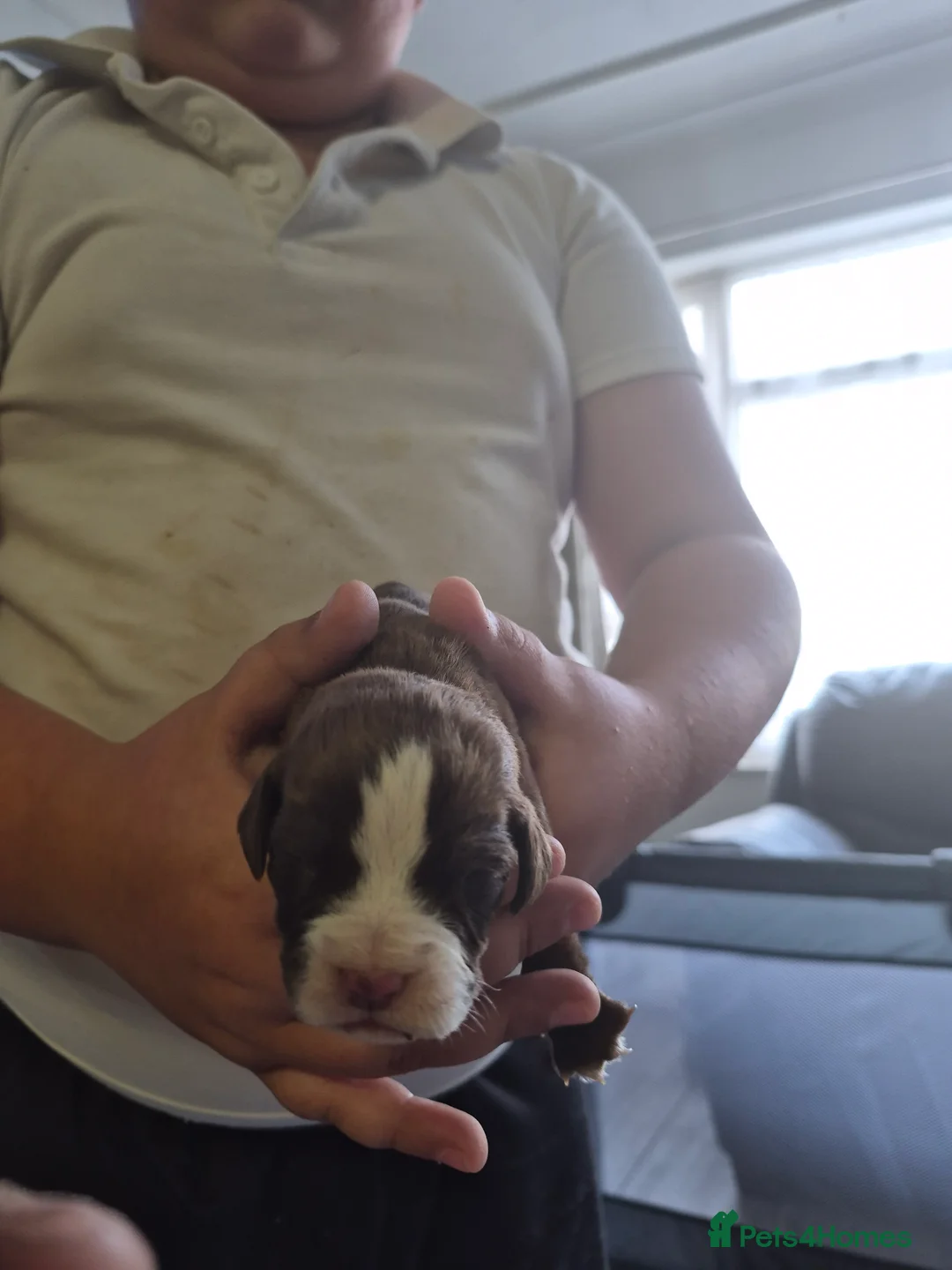 Mixed Breed dogs for sale: Puppies for sale - Advert 2