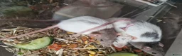 Rat rodents for sale: Beautiful full size and dwarf rats  - Advert 3