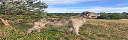 Irish Wolfhound dogs for stud: Irish Wolfhound Male Available at Stud in Worksop - Advert 8