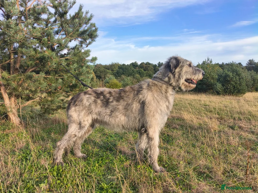 Irish Wolfhound dogs for stud: Irish Wolfhound Male Available at Stud in Worksop - Advert 8