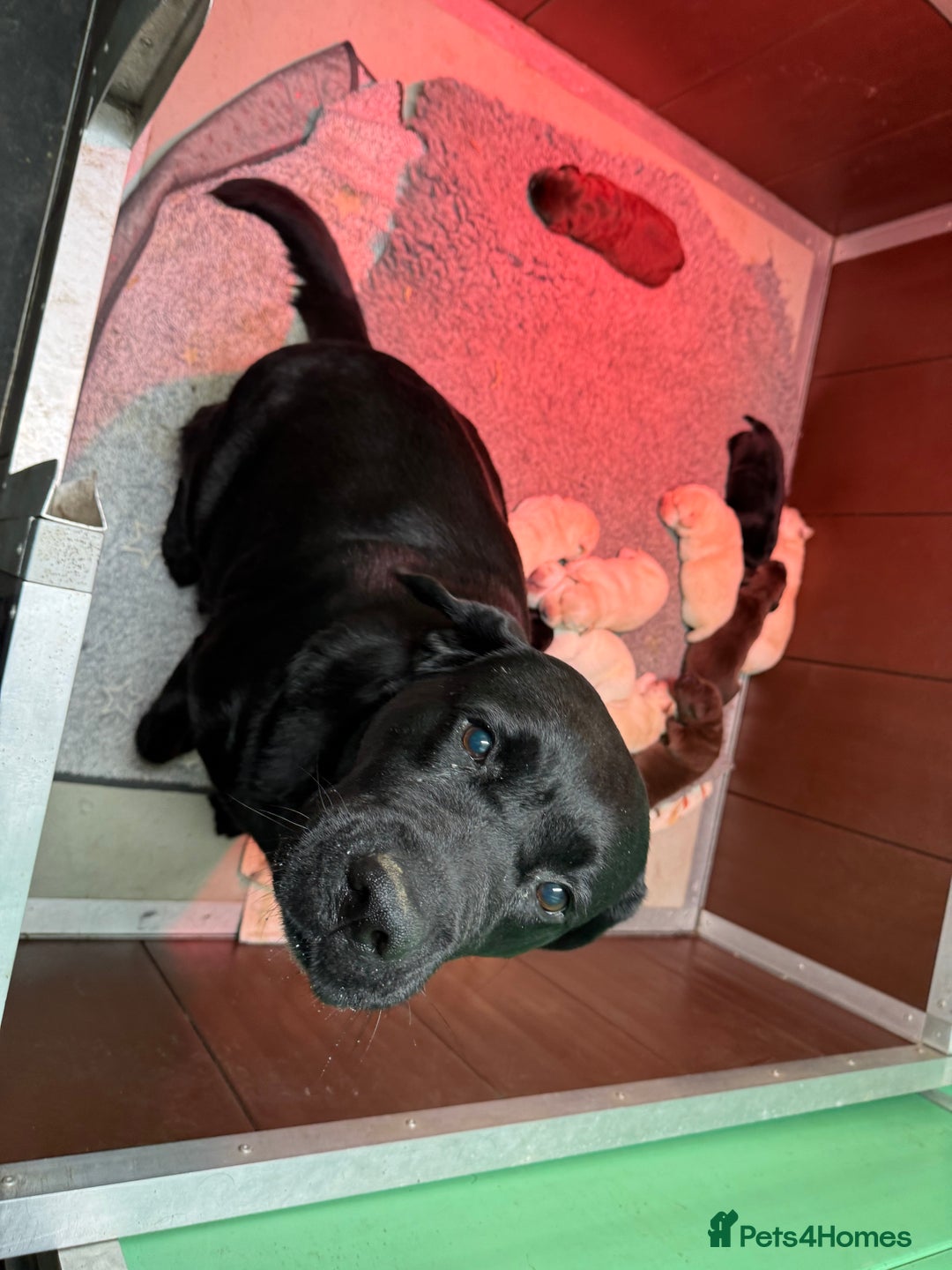 Labrador Retriever dogs for sale: KC *Vet Inspected* Black & Yellow Labrador Pups  - Advert 3