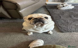 Pug dogs for sale: Male pug 4 years old  - Image 1