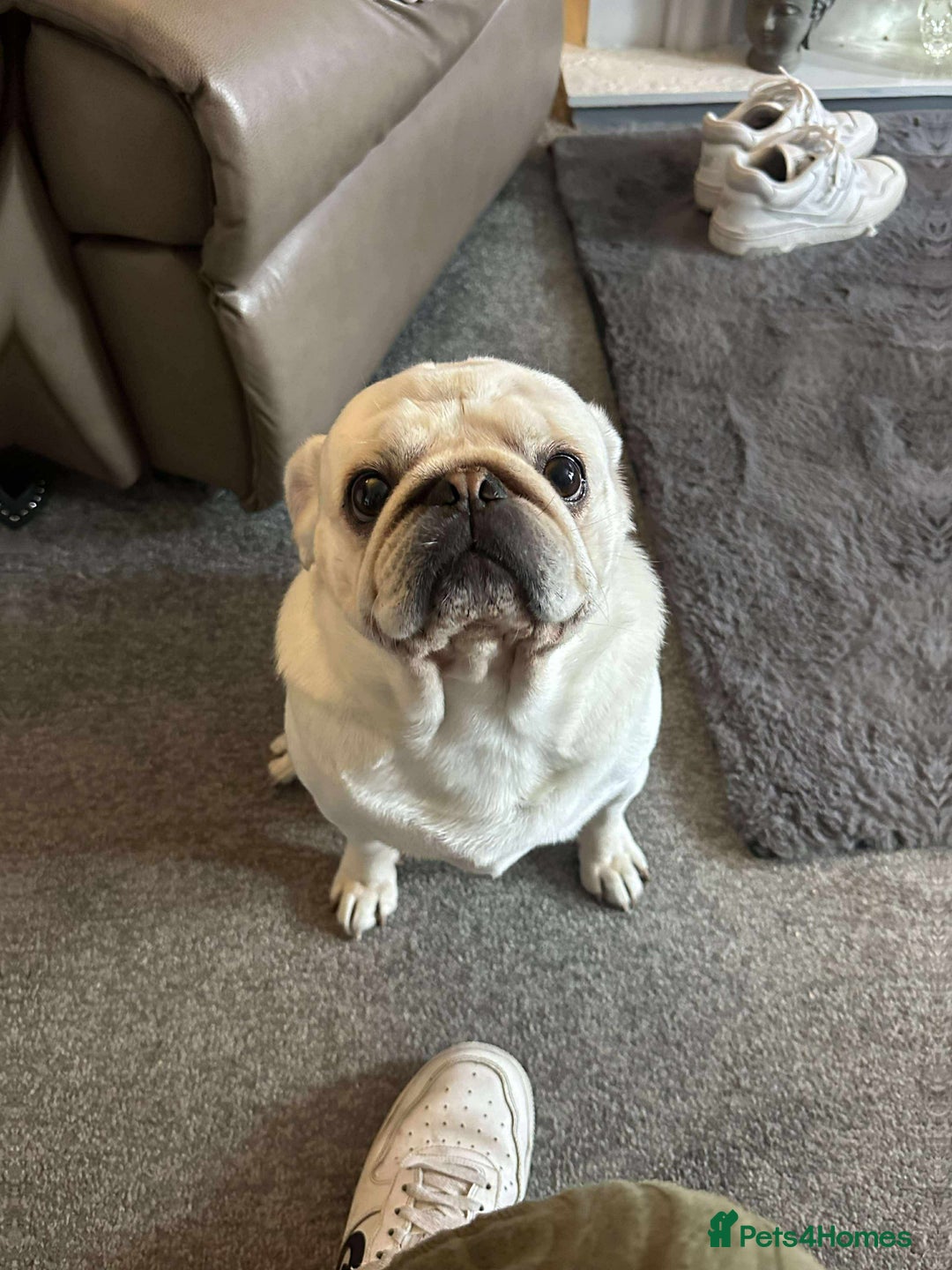 Pug dogs for sale: Male pug 4 years old  - Image 1