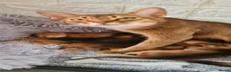 Abyssinian cats for sale: 4 Abysinnian registered boys - Advert 1