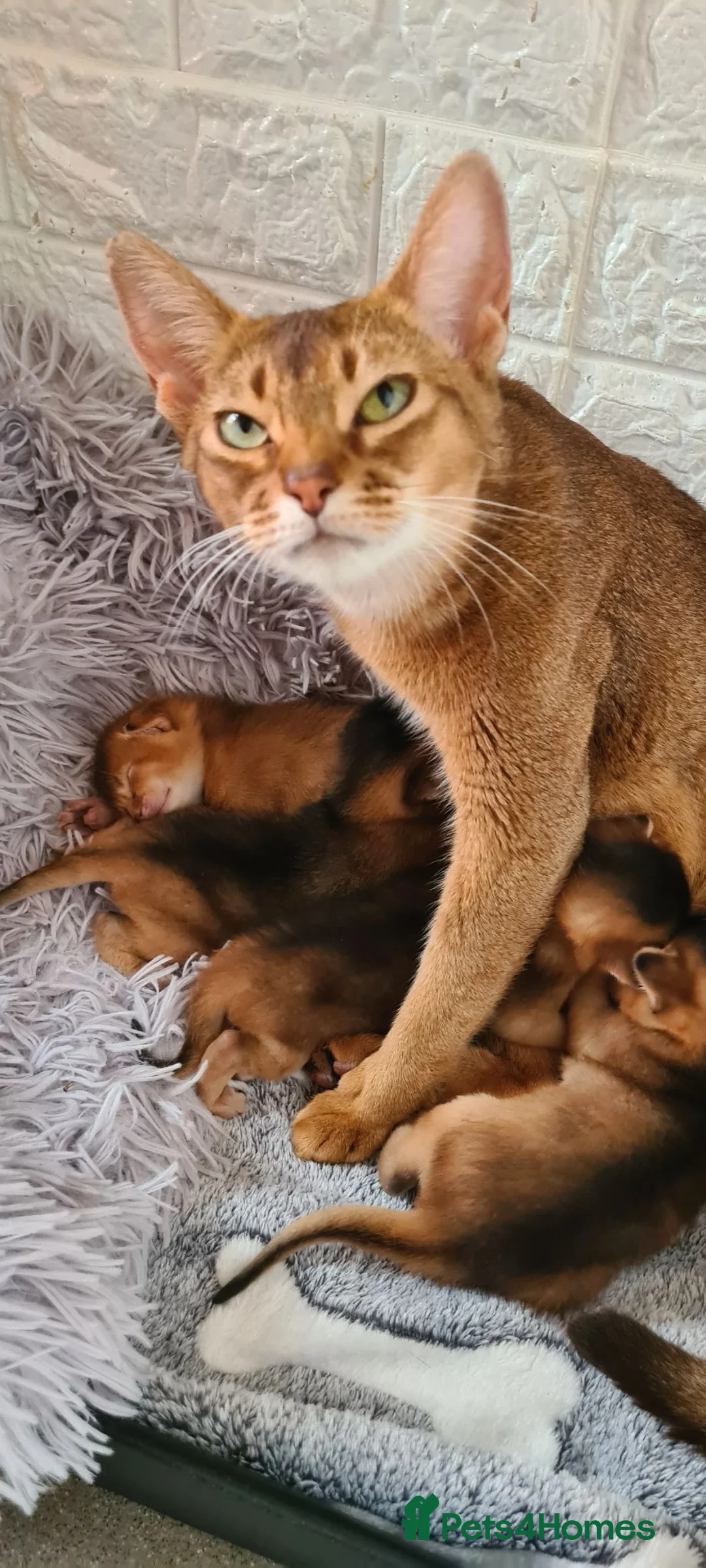 Abyssinian cats for sale: 4 Abysinnian registered boys - Advert 1