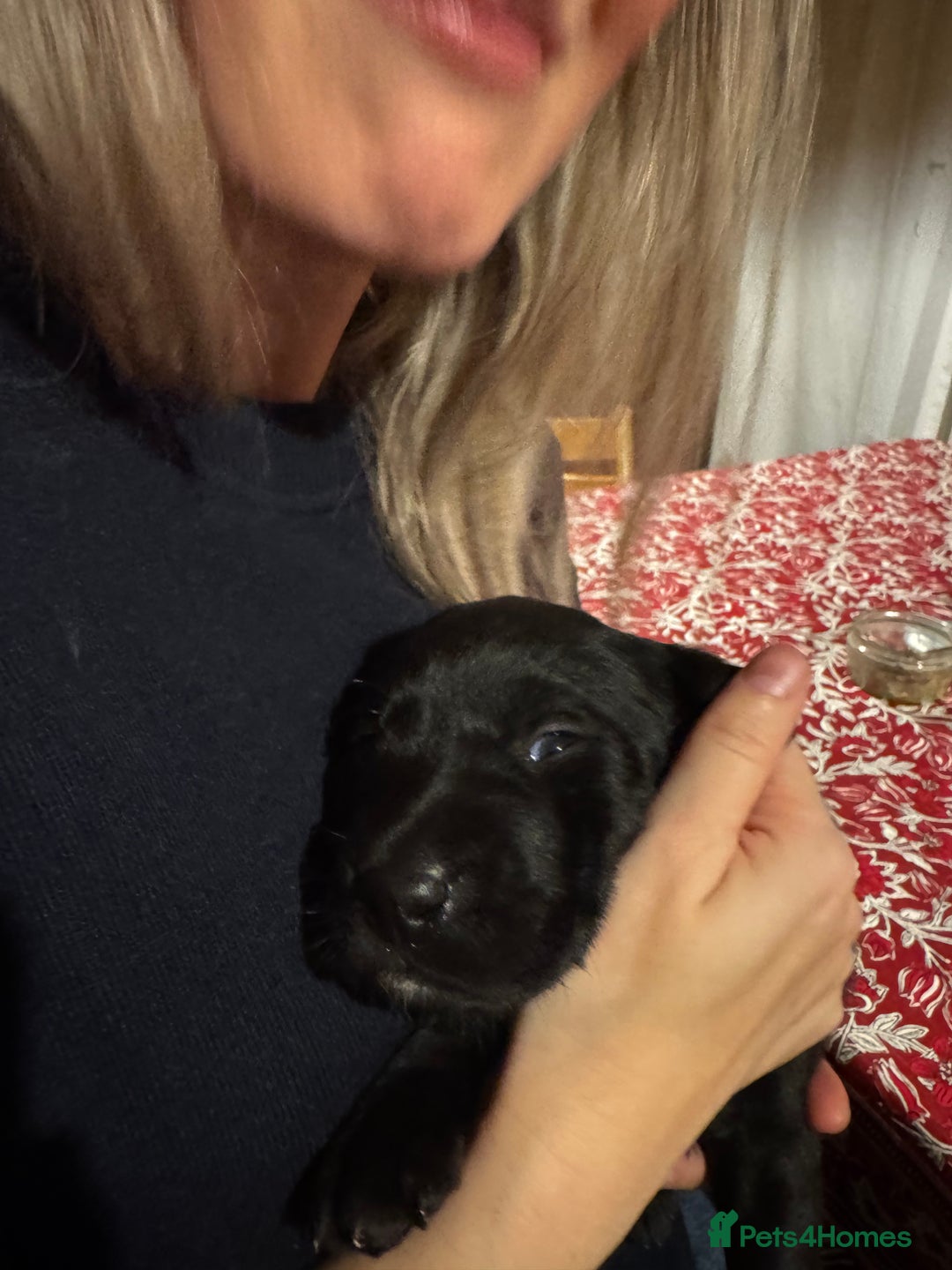 Labrador Retriever dogs for sale: Labrador Puppies  - Advert 21